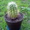 Kaktuszkám