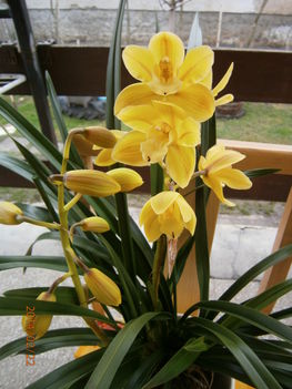 Ma kaptam. Cimbidium.