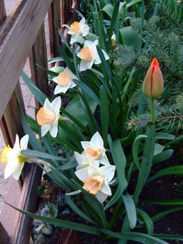 nárcisz és tulipán