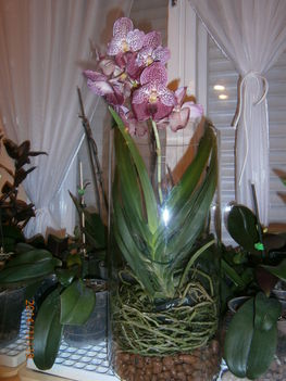 Orchideám Üvegben