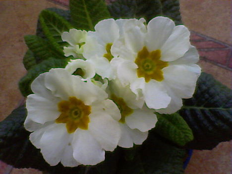 Picike virág és mégis gyönyörű :-) 