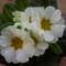 Picike virág és mégis gyönyörű :-) 