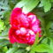 Pünkösdi rózsa