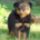 Rottweiler_baba_1089961_4520_t