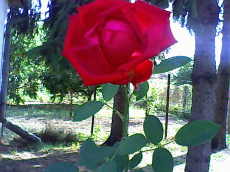 Rózsám