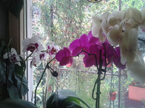 3 féle lepke orchidea