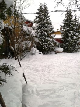 A kertem télen - ilyenkor is csodálatos! 2