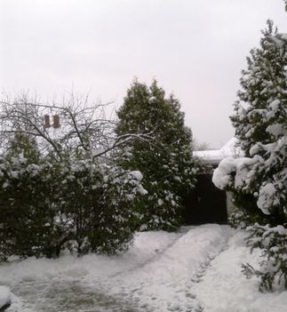 A kertem télen - ilyenkor is csodálatos! 3