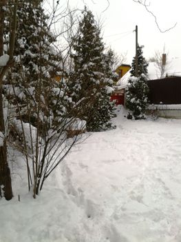 A kertem télen - ilyenkor is csodálatos! 4
