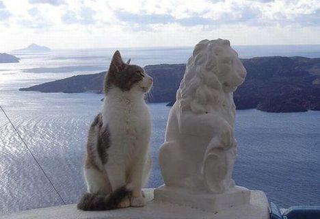 cica és az oroszlán szobor