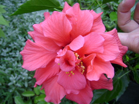 Hibiscus dupla virágú