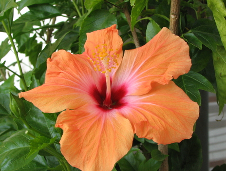 hibiszkusz