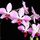 Orchidea-001_18682_507194_t