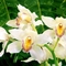 Orchideák2