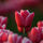 Tulipanok_2_18708_766626_t