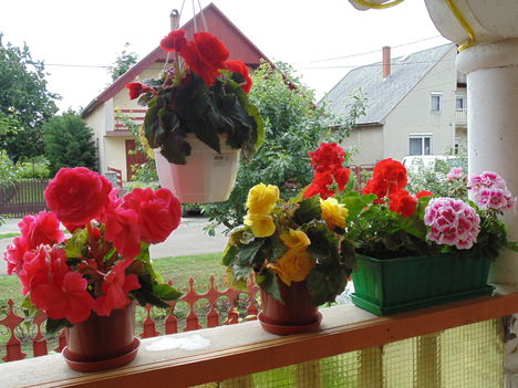 Virágaim 2013. 8