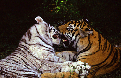White &amp; Regular Tiger kiss