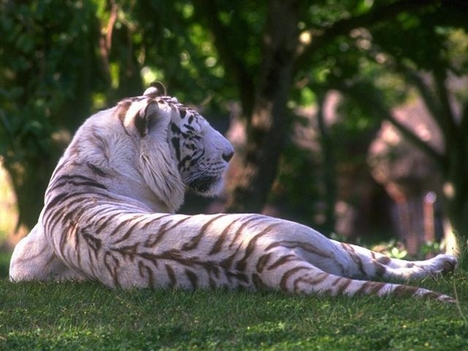 WhiteTiger