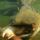 Nem_semmi_harcsa_vacsora1068_1911103_7141_t