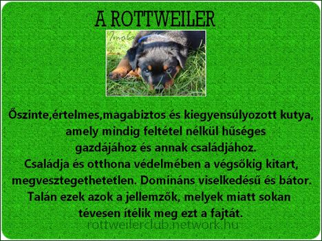 A rottweiler őszinte..