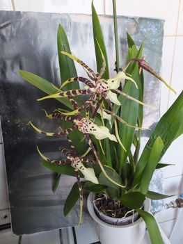 DSCF2051