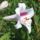 Liliomok_74_1913224_5071_t