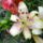 Liliomok_76_1913226_8650_t