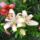 Liliomok_78_1913228_9881_t