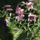 Liliomok_79_1913229_6708_t