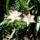 Liliomok_85_1913235_3260_t