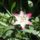 Liliomok_8_1913158_9288_t