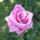 Liliomok_92_1913242_2802_t