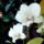 Orchidea_10_1913574_4237_t