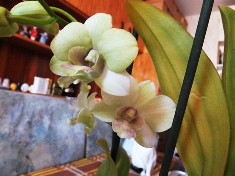 Orchidea 11