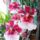 Orchidea_13_1913577_7164_t