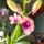 Orchidea_15-001_1913630_7604_t