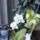 Orchidea_24-001_1913639_1246_t