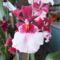 Orchidea 28