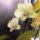 Orchidea_29_1913644_6453_t
