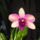 Orchidea_3-001_1913618_6994_t
