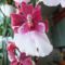 Orchidea 30