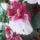 Orchidea_30_1913645_6990_t
