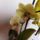 Orchidea_31_1913595_3531_t