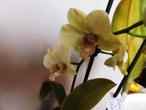 Orchidea 31