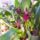 Orchidea_32_1913596_5644_t