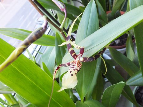 Orchidea 33