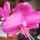 Orchidea_34_1913649_8016_t