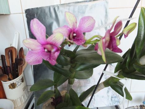 Orchidea 35