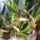 Orchidea_39_1913603_6809_t
