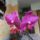 Orchidea_40_1913655_5708_t